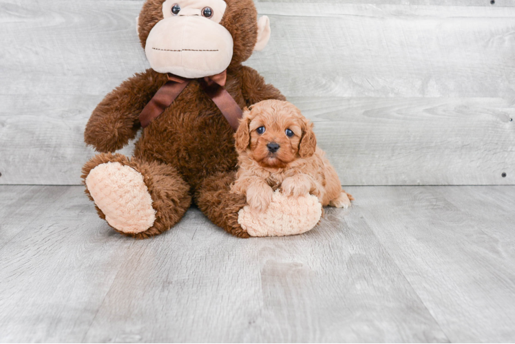 Best Cavapoo Baby