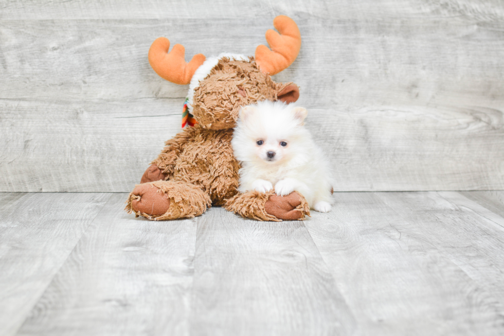 Smart Pomeranian Purebred Puppy