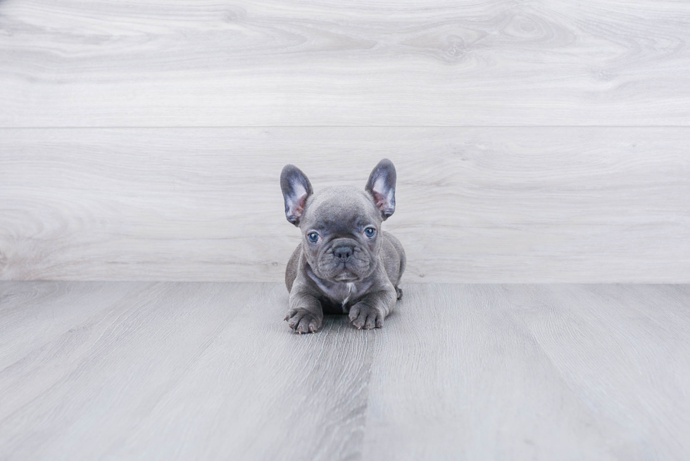 Best French Bulldog Baby