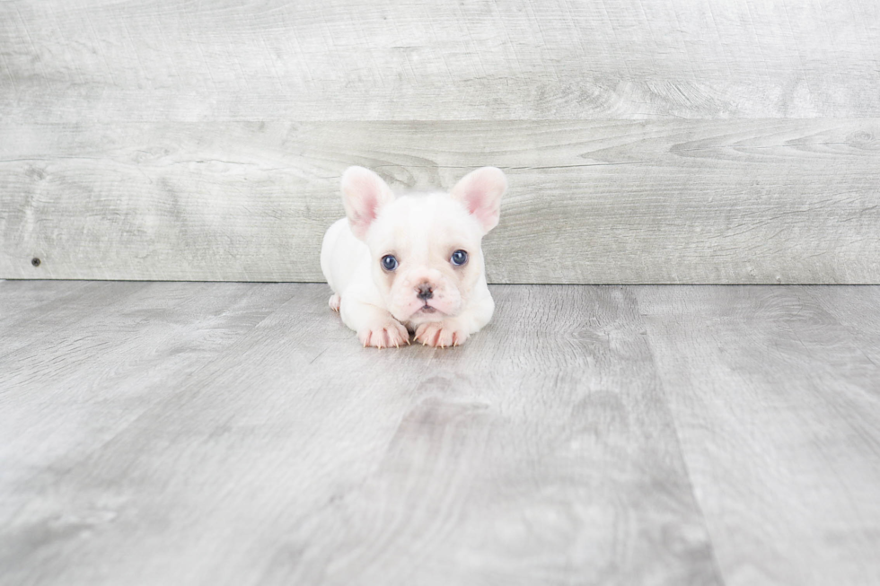 Little French Bulldog Purebred Pup