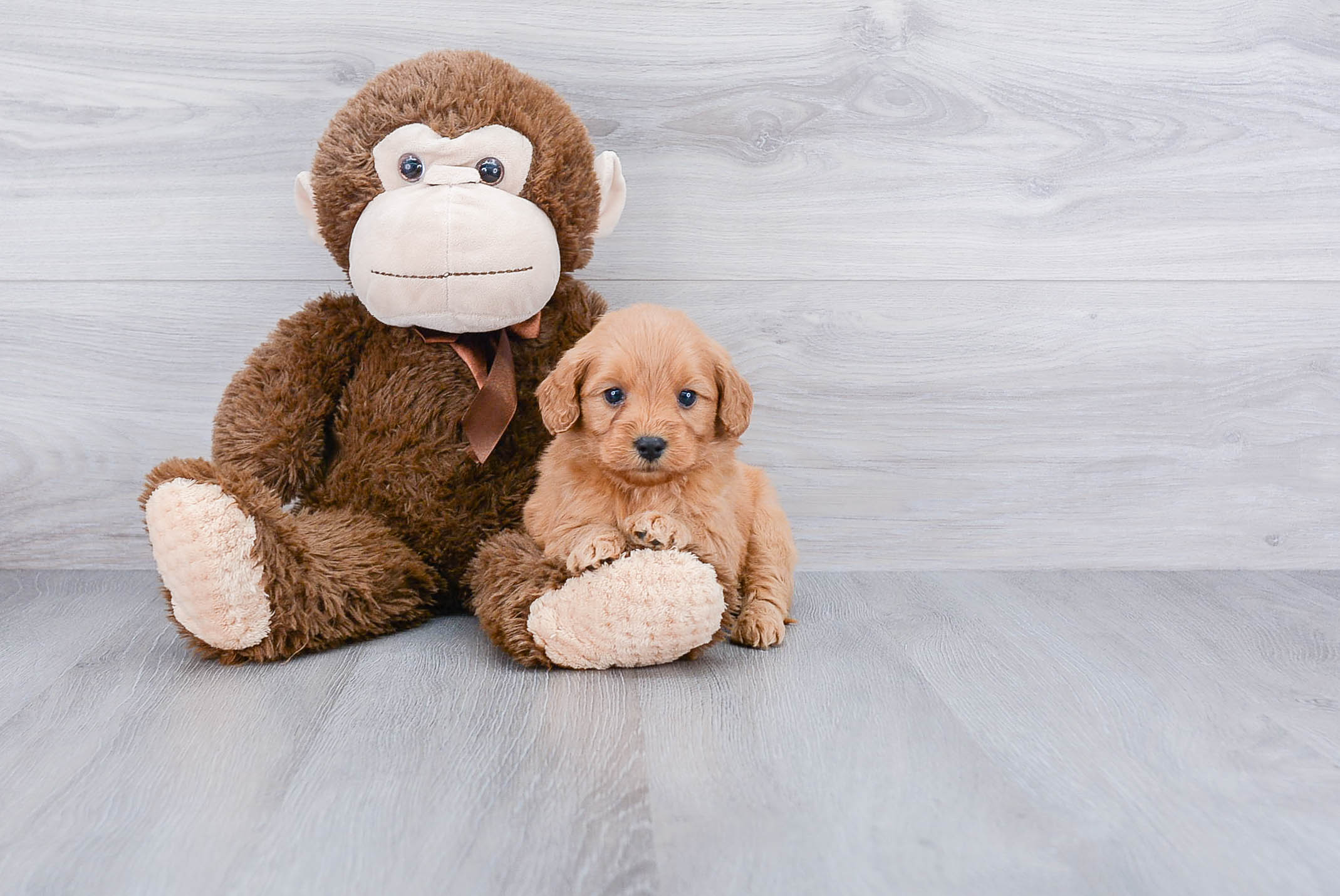 Smart Mini Goldendoodle Poodle Mix Pup