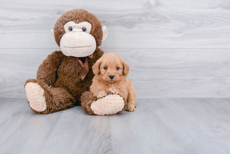 Smart Mini Goldendoodle Poodle Mix Pup