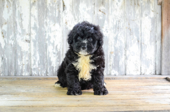 Playful Bernadoodle Poodle Mix Puppy