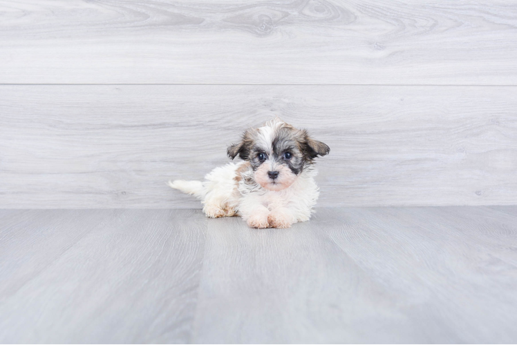 Cute Havanese Purebred Puppy