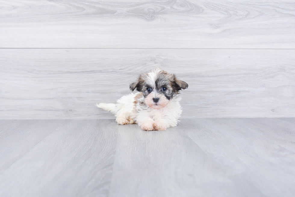 Cute Havanese Purebred Puppy