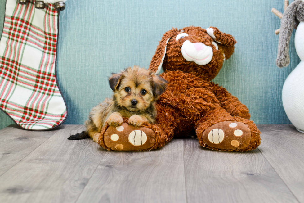 Popular Morkie Designer Pup