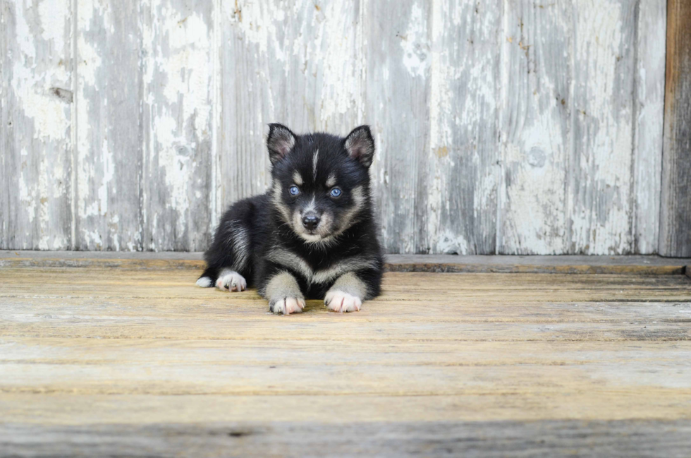 Pomsky Pup Being Cute