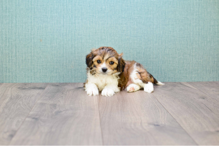 Cavachon Pup Being Cute