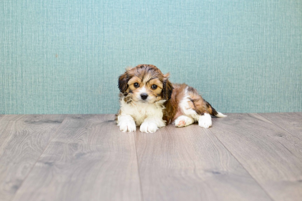 Cavachon Pup Being Cute