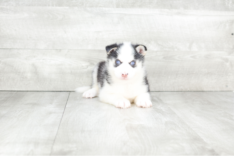 Pomsky Pup Being Cute