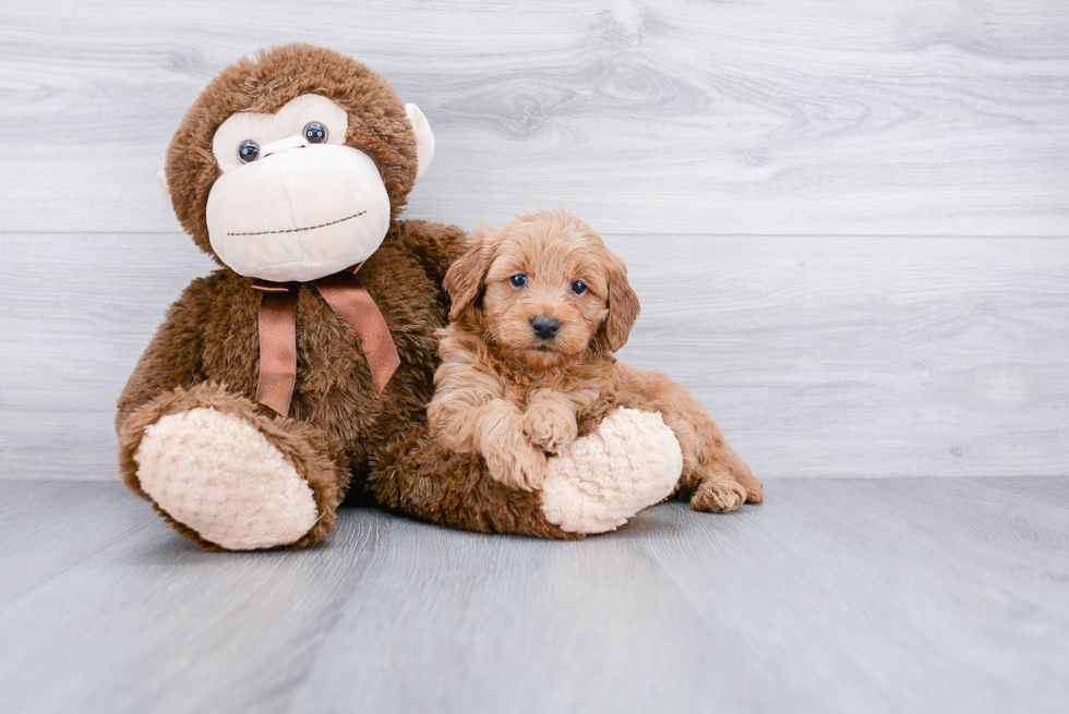 Funny Mini Goldendoodle Poodle Mix Pup