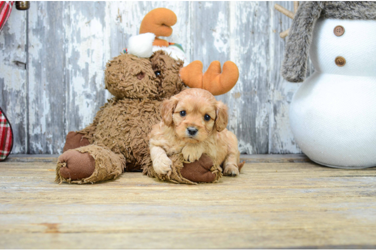 Fluffy Cavapoo Poodle Mix Pup