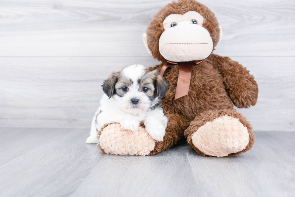 Fluffy Teddy Bear Designer Pup