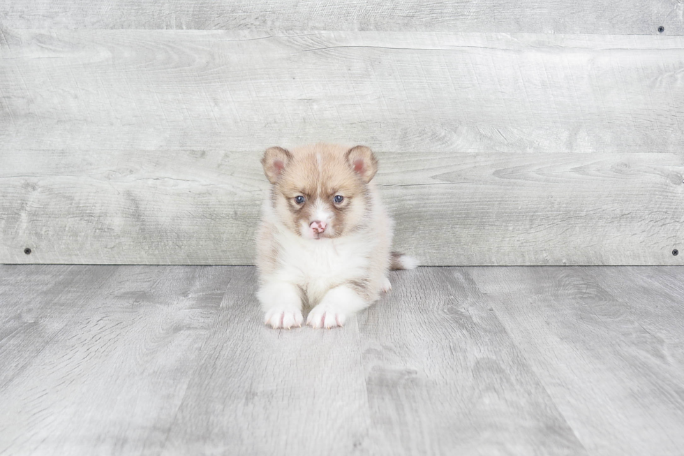 Pomsky Puppy for Adoption