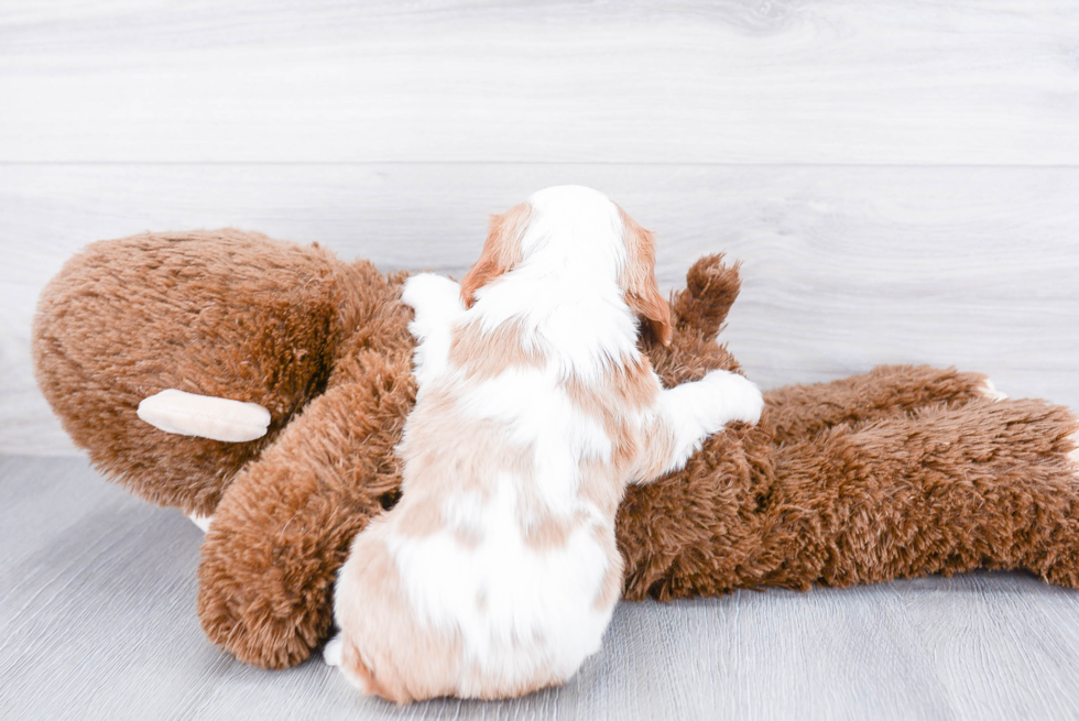 Petite Cavalier King Charles Spaniel Purebred Puppy