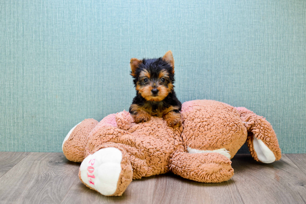 Meet Joey - our Yorkshire Terrier Puppy Photo 