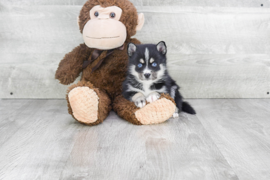 Pomsky Pup Being Cute