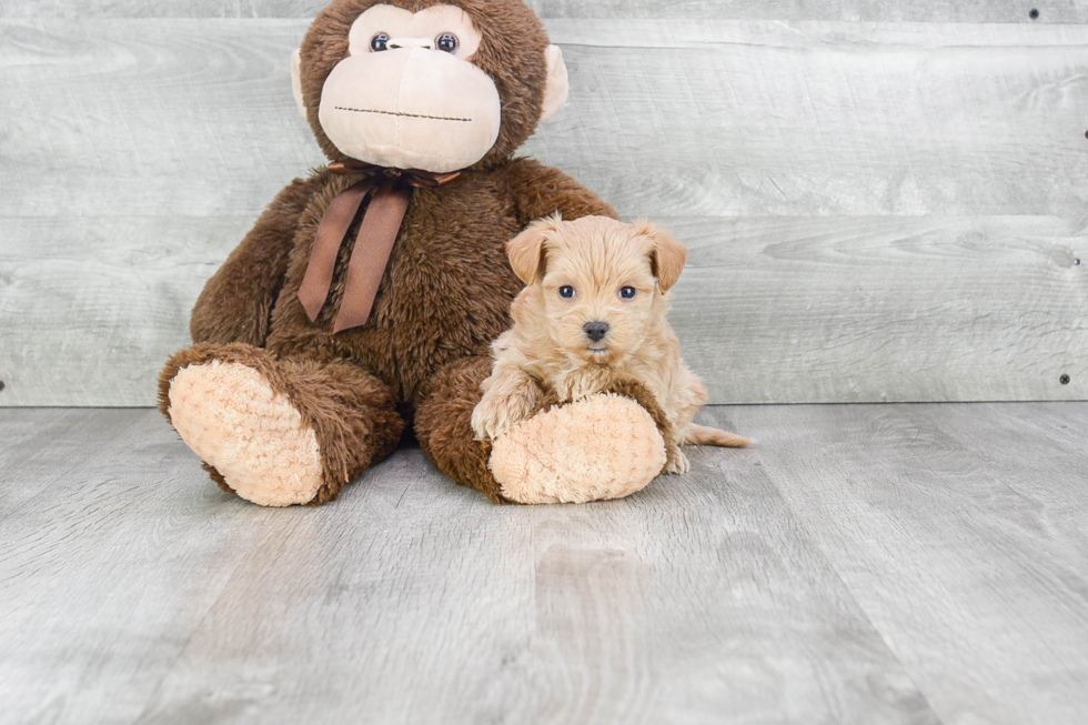 Smart Maltipoo Poodle Mix Pup