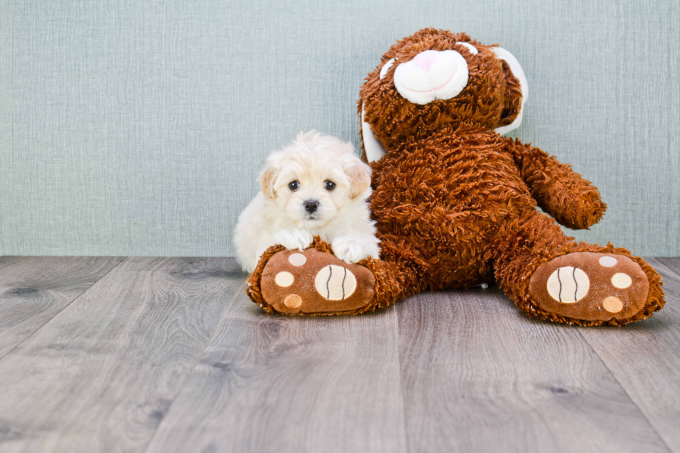 Petite Maltipoo Poodle Mix Pup