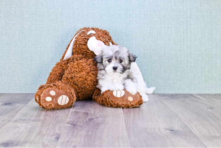 Hypoallergenic Havanese Baby