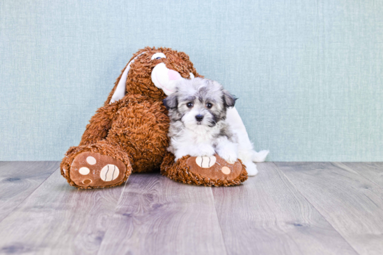 Hypoallergenic Havanese Baby