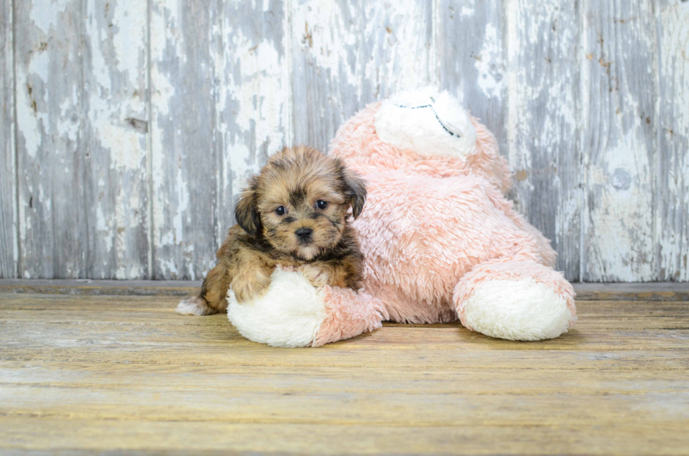 Shorkie Puppy for Adoption