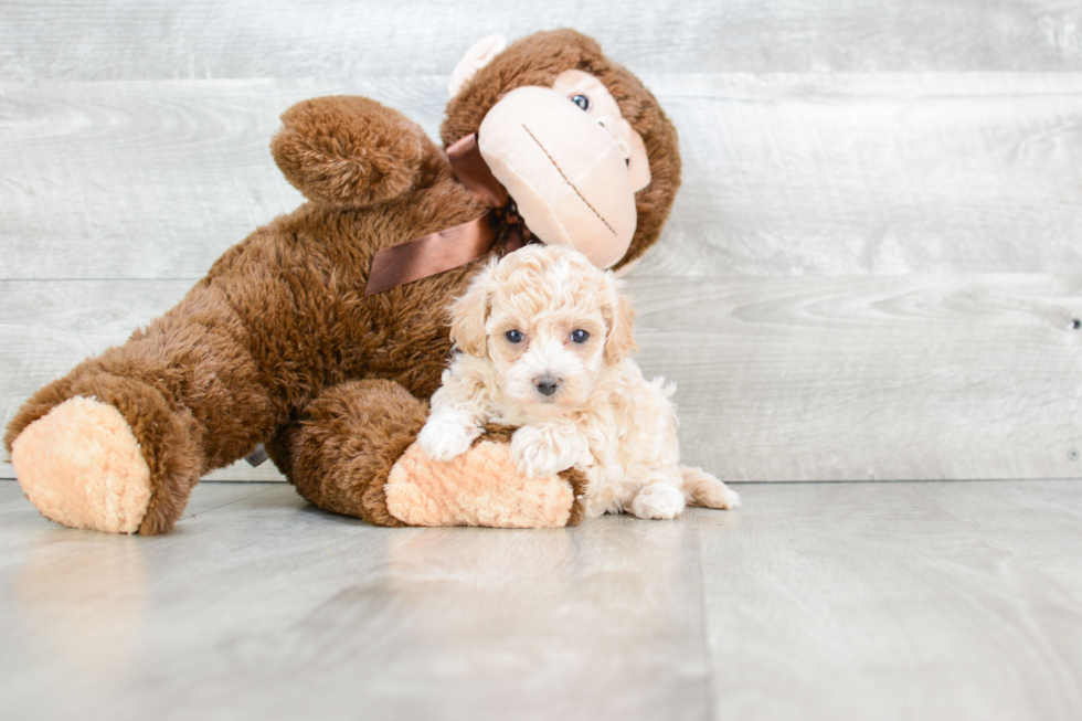 Maltipoo Pup Being Cute