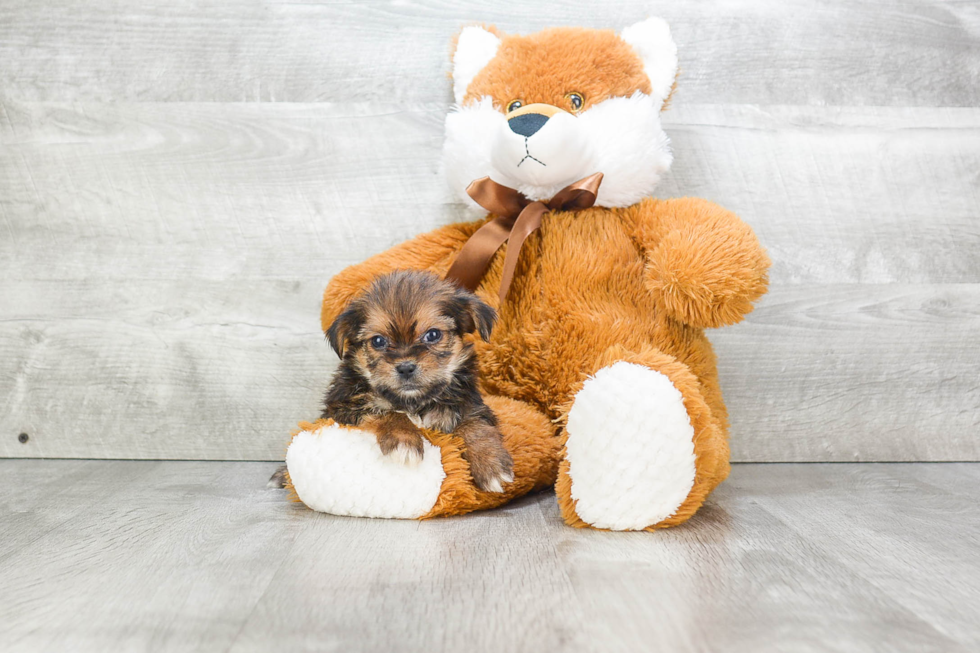 Best Shorkie Baby