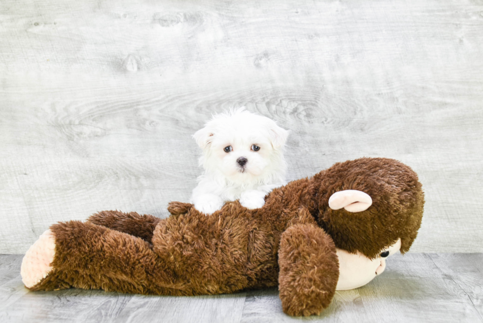 Best Maltese Baby