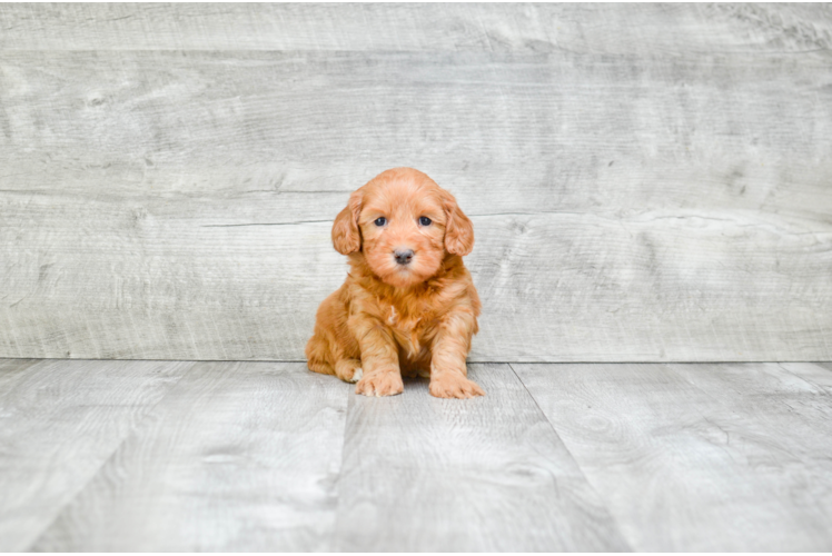 Mini Goldendoodle Puppy for Adoption