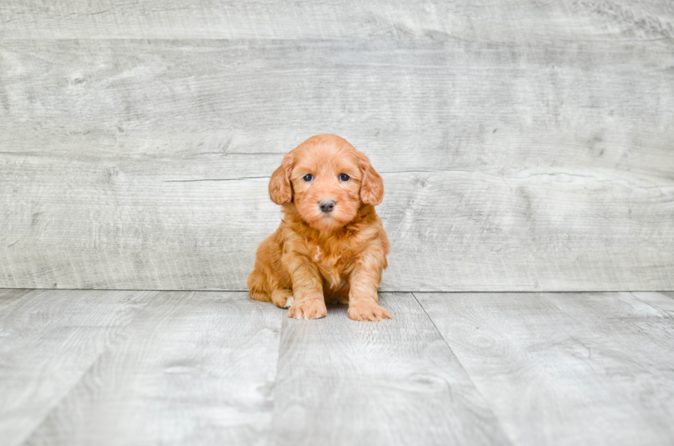 Mini Goldendoodle Puppy for Adoption