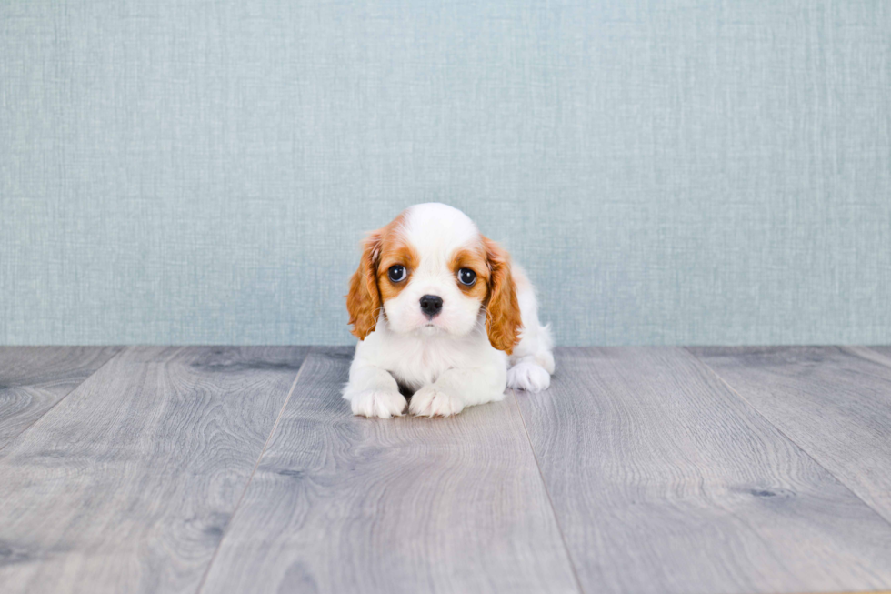 Akc Registered Cavalier King Charles Spaniel Baby