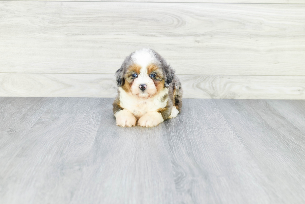 Mini Aussiedoodle Pup Being Cute