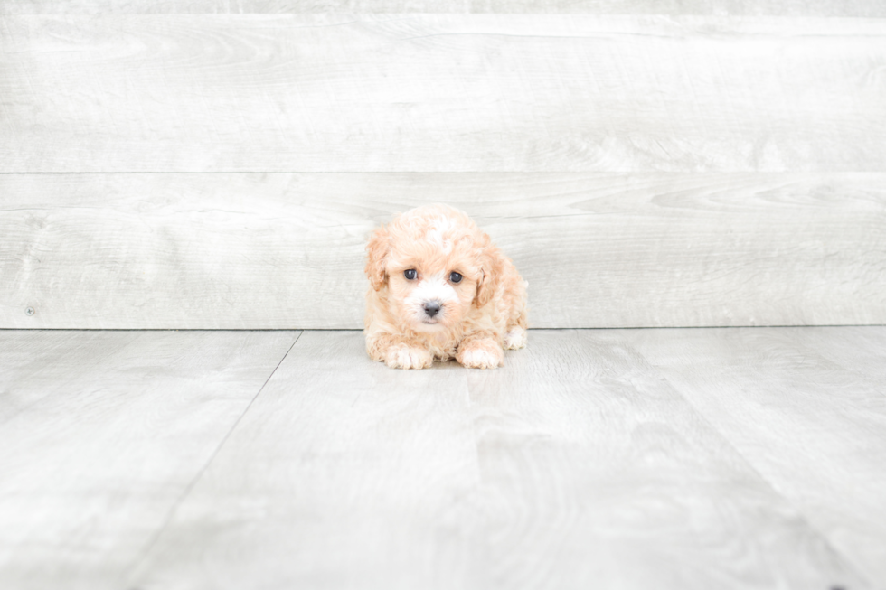 Energetic Cavoodle Poodle Mix Puppy