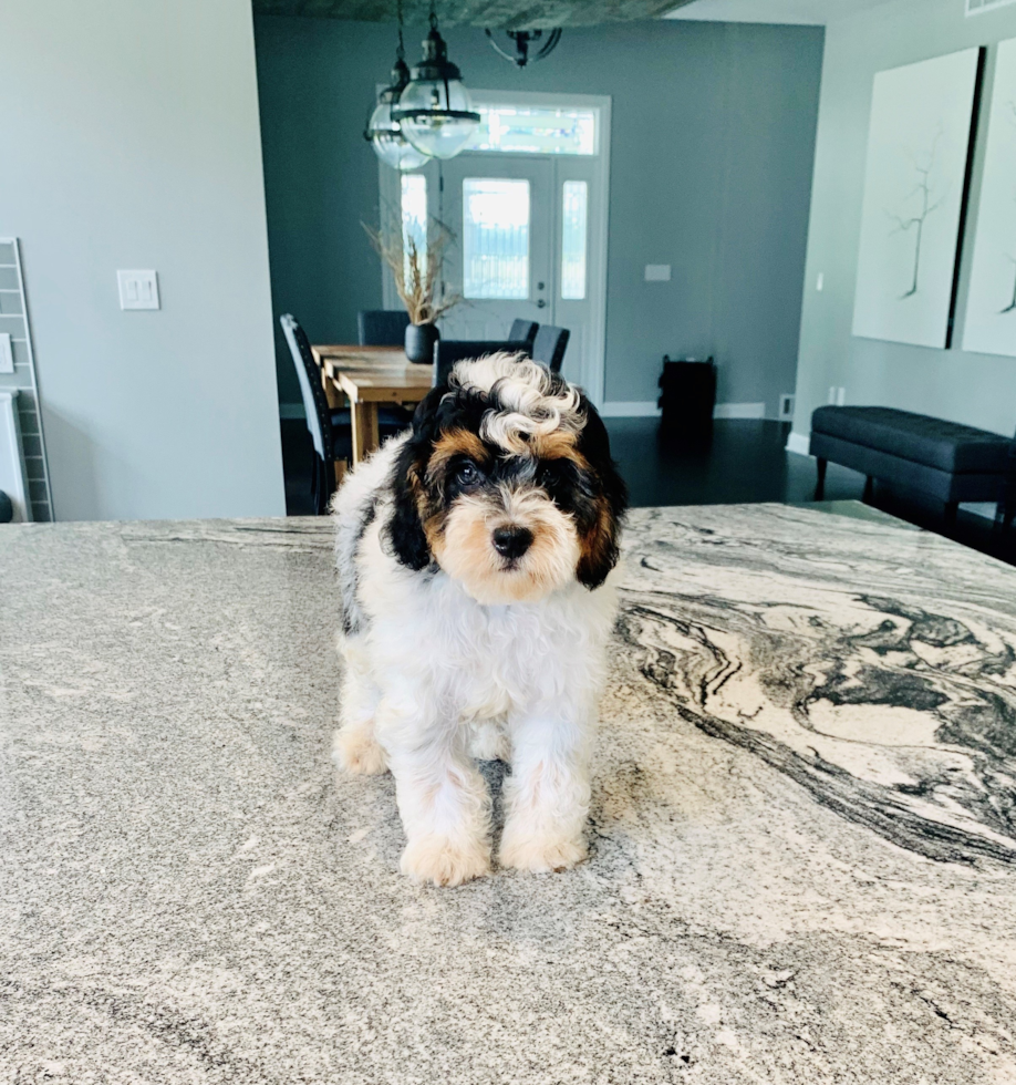 Best Mini Bernedoodle Baby