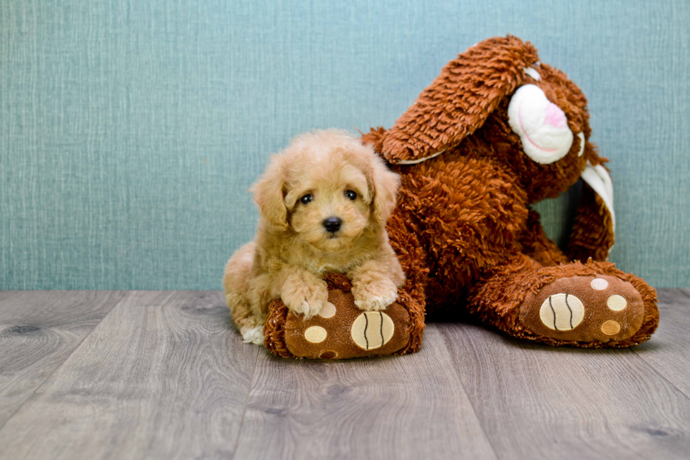 Best Cavapoo Baby