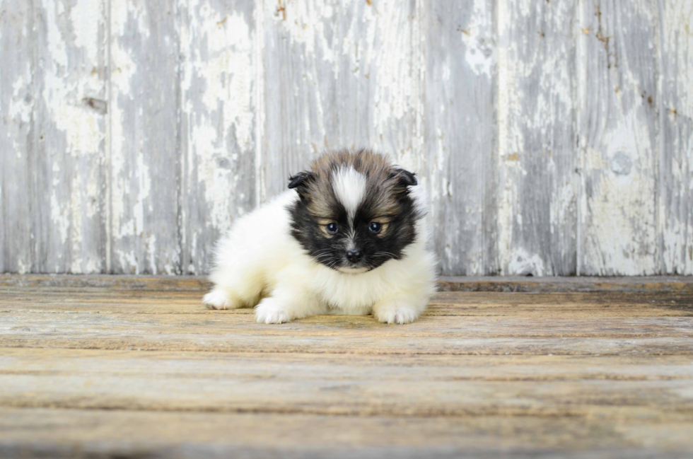 Hypoallergenic Pomeranian Baby