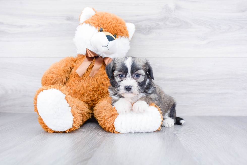 Best Havanese Baby