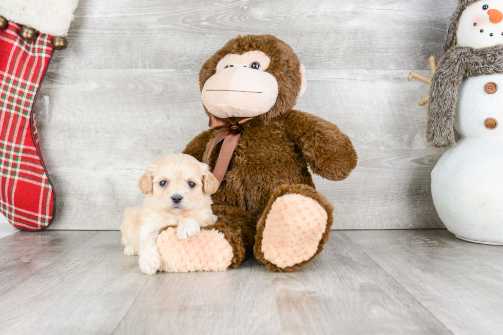 Cavachon Pup Being Cute