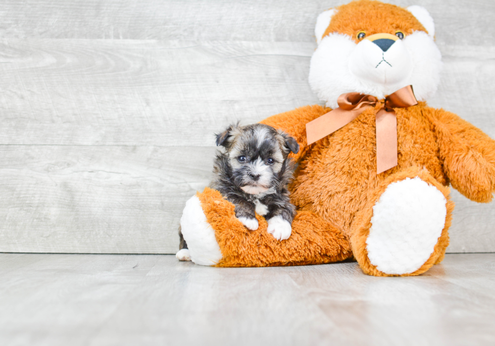 Akc Registered Havanese Purebred Pup