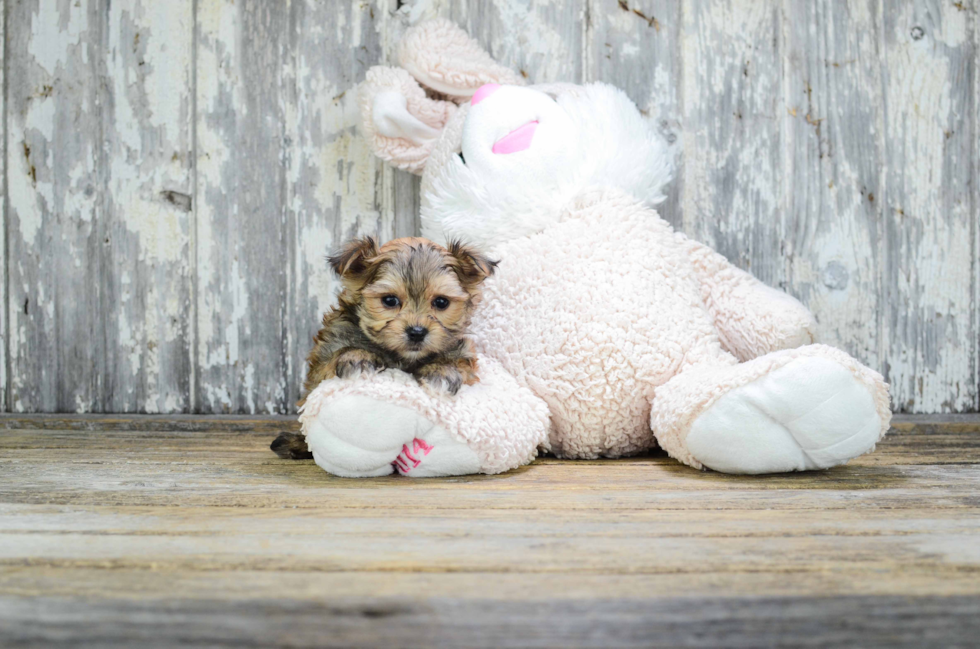 Morkie Puppy for Adoption