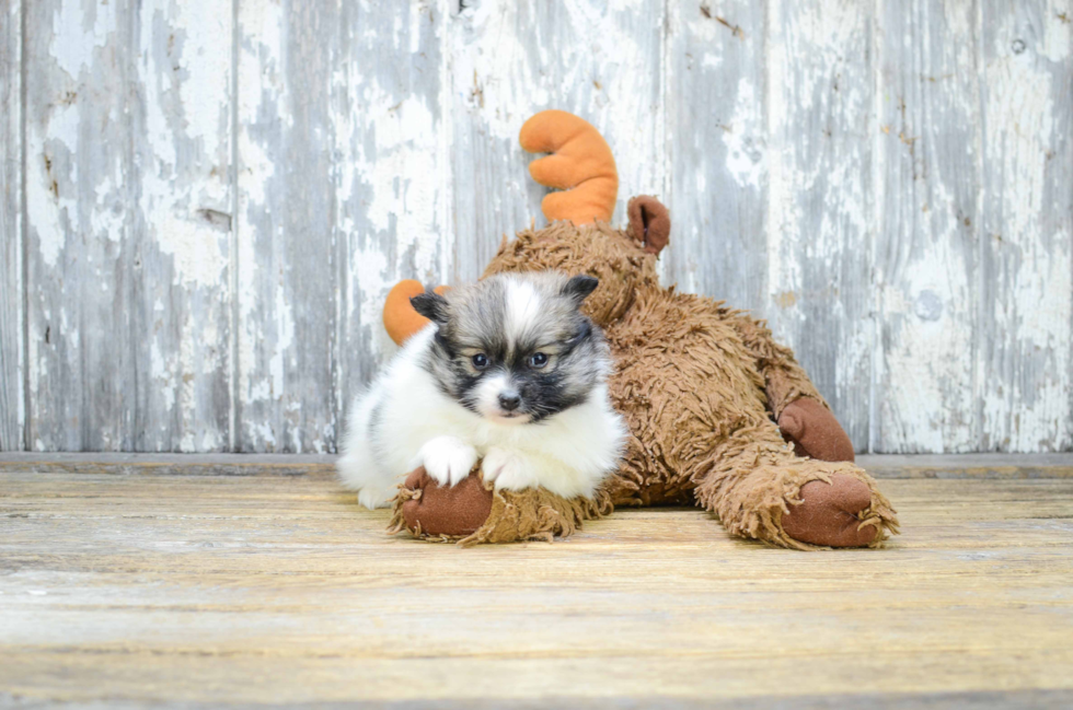 Pomeranian Pup Being Cute