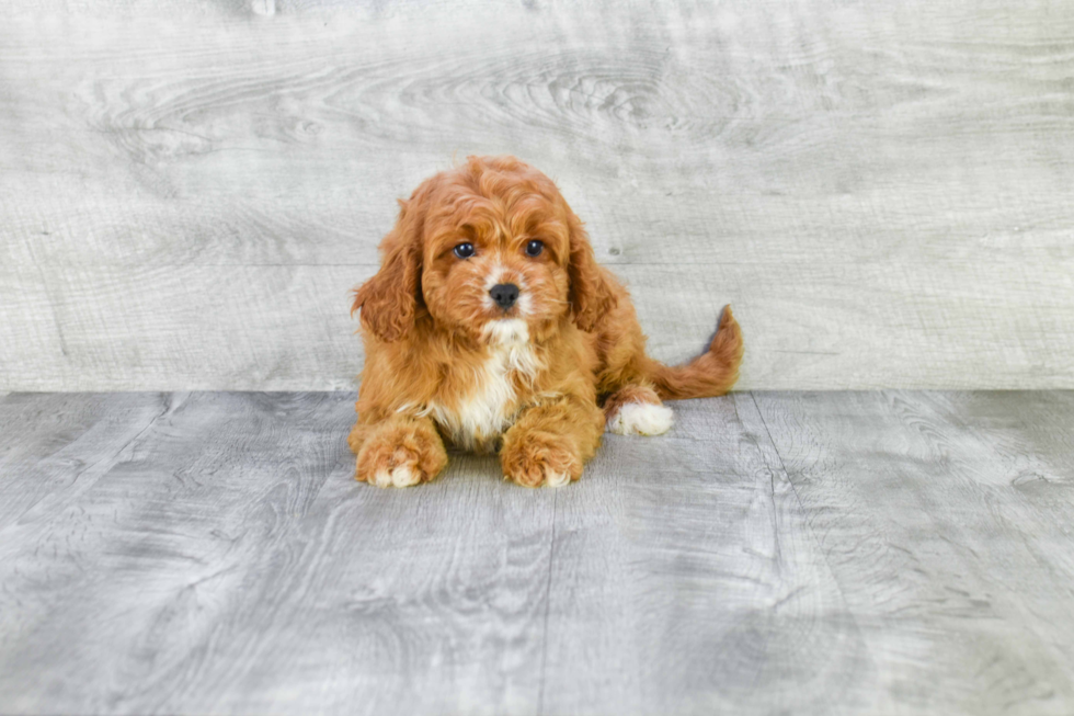 Friendly Cavapoo Baby