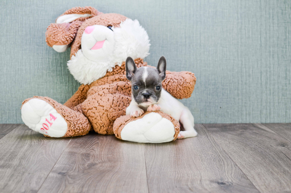 Best French Bulldog Baby