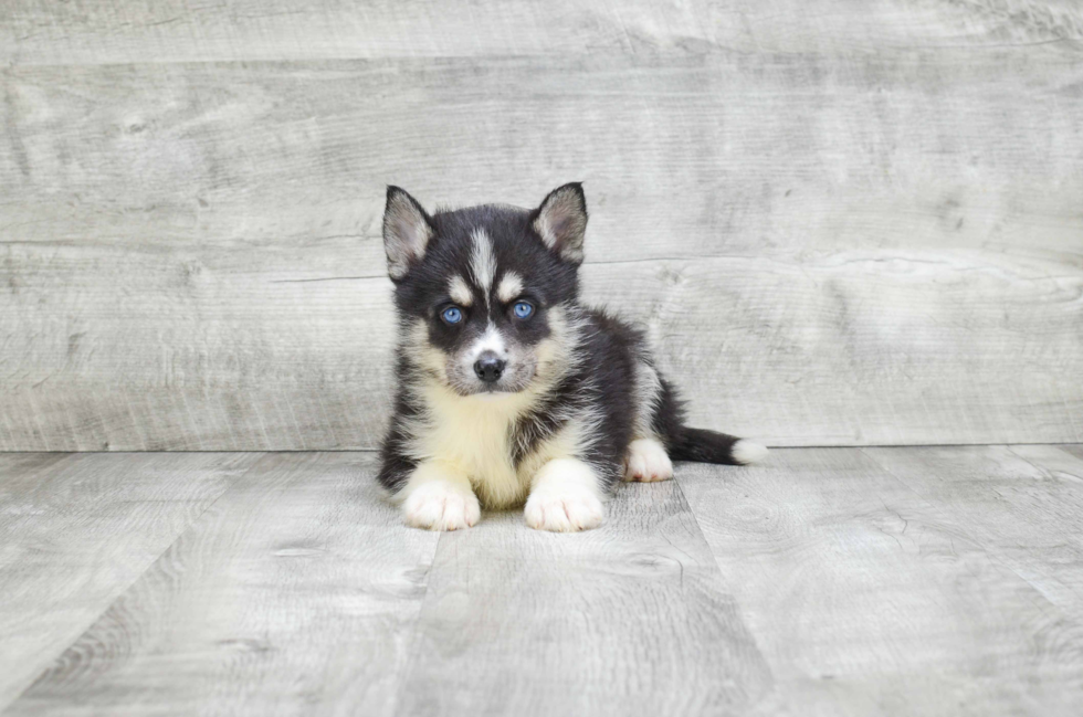 Best Pomsky Baby