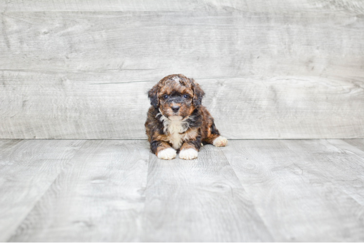 Mini Bernedoodle Pup Being Cute