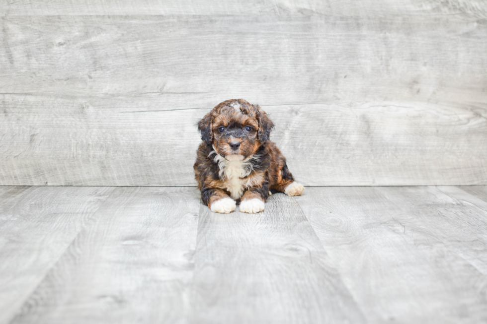 Mini Bernedoodle Pup Being Cute