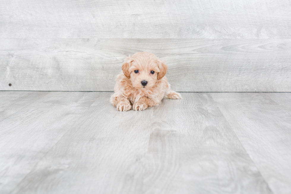 Maltipoo Puppy for Adoption