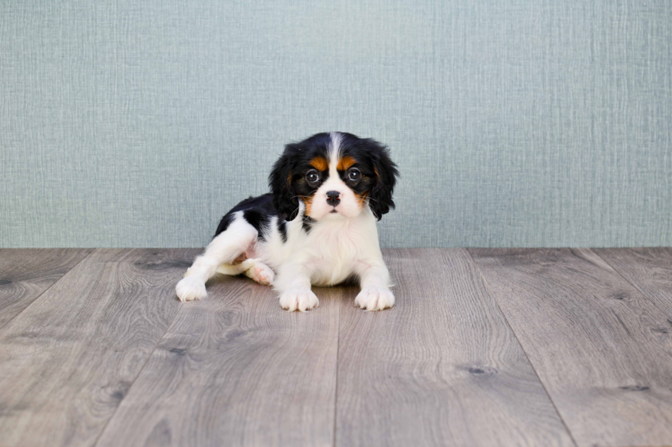 Best Cavalier King Charles Spaniel Baby