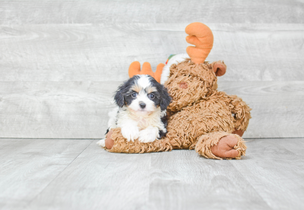 Best Cavachon Baby